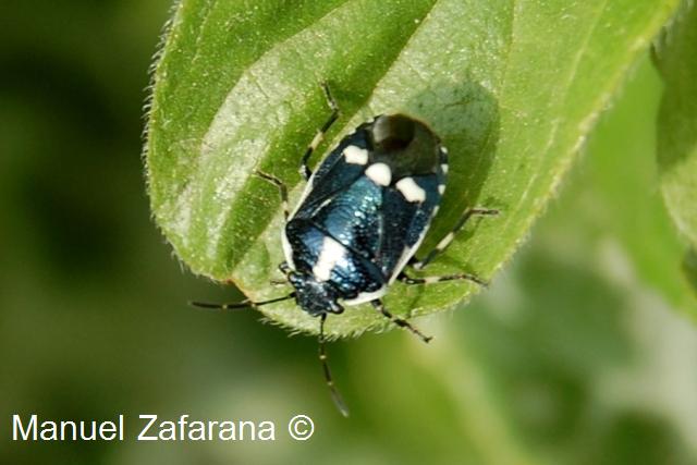 Pentatomidae: Eurydema oleracea di Sicilia (Gela)